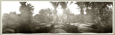 Palm Grove by Capt. Arthur Rhodes